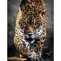 Clementoni Puzzles Adultes<Puzzle 1000 Pieces Jaguar